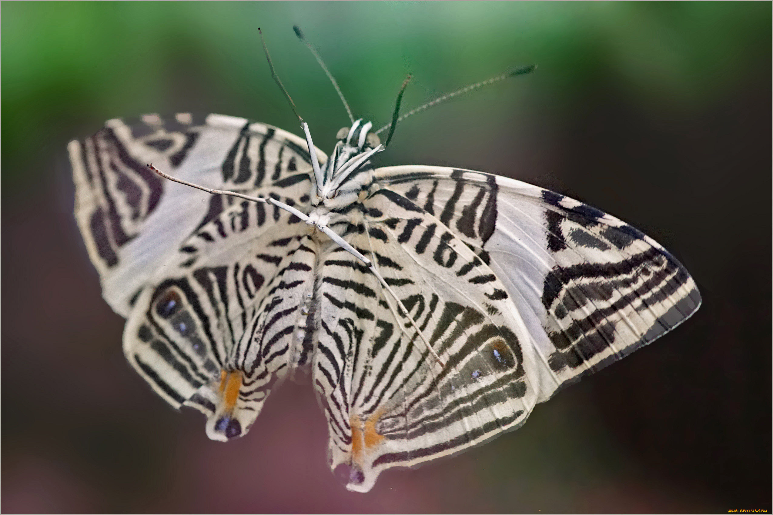 ��������, �������,  ��������,  ����, �������